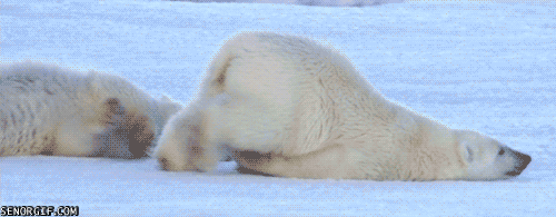 tired polar bear